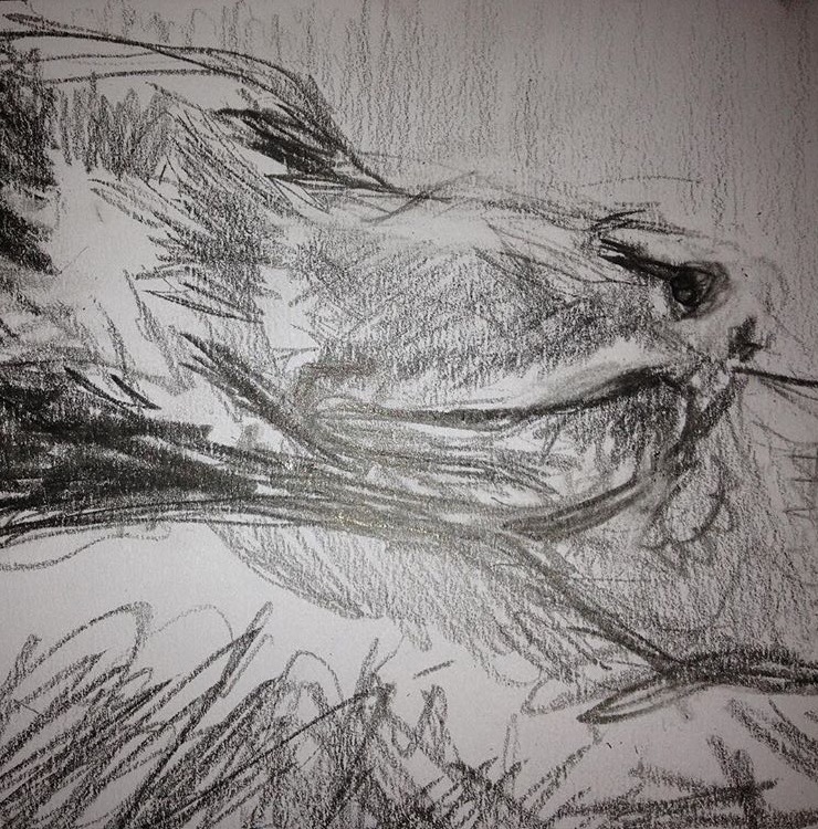 Portriat of sleeping dog. Drawing in graphite.